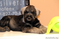 Щенки ризеншнауцера - Изображение #1, Объявление #963914