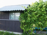 Участок в Казловичах с постройками. - Изображение #5, Объявление #981327