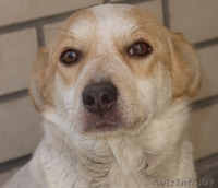 Милая собачка Фрося в добрые руки - Изображение #1, Объявление #1011958