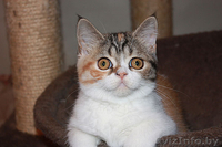 скоттиш страйт девочка - Изображение #3, Объявление #922521