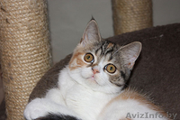 скоттиш страйт девочка - Изображение #1, Объявление #922521