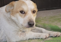Милая собачка Фрося в добрые руки - Изображение #2, Объявление #1011958