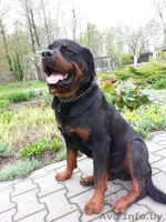 Пропала собака,г.Брест - Изображение #1, Объявление #1023286