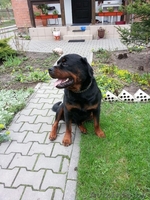 Пропала собака,г.Брест - Изображение #2, Объявление #1023286