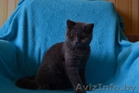 Британские котятики,продажа - Изображение #2, Объявление #1024492