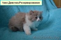 Британские котятики,продажа - Изображение #4, Объявление #1024492