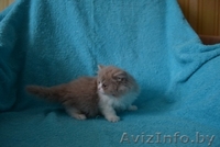 Британские котятики,продажа - Изображение #5, Объявление #1024492
