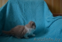 Британские котятики,продажа - Изображение #7, Объявление #1024492