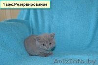 Британские котятики,продажа - Изображение #8, Объявление #1024492