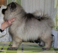 щенки кеесхонда(вольшпиц) - Изображение #3, Объявление #1037593