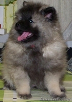 щенки кеесхонда(вольшпиц) - Изображение #2, Объявление #1037593