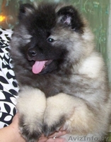 щенки кеесхонда(вольшпиц) - Изображение #4, Объявление #1037593