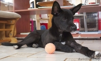 Особенный щенок-метис черного пинчера для человека с добрым сердцем и широкой ду - Изображение #2, Объявление #1037860