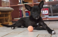 Особенный щенок-метис черного пинчера для человека с добрым сердцем в ДАР - Изображение #2, Объявление #1031150