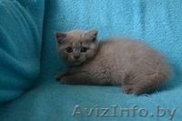 Британский котик,продам - Изображение #2, Объявление #1051641