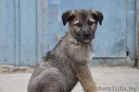 Собаки, щенки в дар - Изображение #2, Объявление #1063435