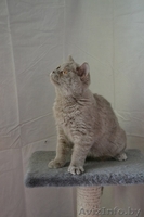Британские котики,продаю - Изображение #1, Объявление #1063394