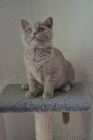 Британские котики,продаю - Изображение #2, Объявление #1063394