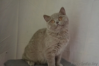 Британские котики,продаю - Изображение #4, Объявление #1063394