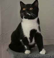 Британские котики,продаю - Изображение #5, Объявление #1063394