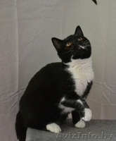 Британские котики,продаю - Изображение #6, Объявление #1063394