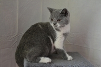 Британские котики,продаю - Изображение #7, Объявление #1063394