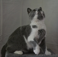 Британские котики,продаю - Изображение #8, Объявление #1063394