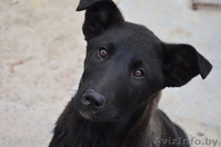 Собаки, щенки в дар - Изображение #4, Объявление #1063435