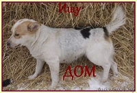 Милая собачка Фрося в добрые руки - Изображение #5, Объявление #1011958