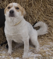 Милая собачка Фрося в добрые руки - Изображение #4, Объявление #1011958