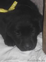 Щенки лабрадора ретривера 1,5 мес - Изображение #1, Объявление #1073259