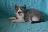 Британсие котята - Изображение #2, Объявление #1096847