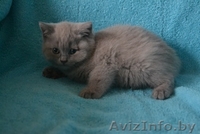 Британсие котята - Изображение #5, Объявление #1096847