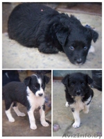 щенки бесплатно, в добрые руки, подарю - Изображение #3, Объявление #1090885