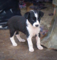 щенки бесплатно, в добрые руки, подарю - Изображение #1, Объявление #1090885