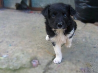 щенки бесплатно, в добрые руки, подарю - Изображение #6, Объявление #1090885