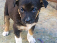 щенки бесплатно, в добрые руки, подарю - Изображение #8, Объявление #1090885