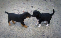 щенки бесплатно, в добрые руки, подарю - Изображение #9, Объявление #1090885