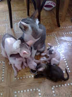  котят донского сфинкса - Изображение #1, Объявление #1104934