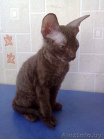  котят донского сфинкса - Изображение #3, Объявление #1104934
