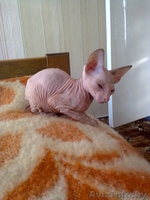  котят донского сфинкса - Изображение #4, Объявление #1104934