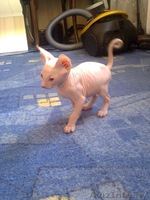  котят донского сфинкса - Изображение #5, Объявление #1104934