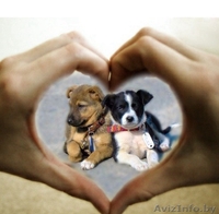 #щенки отдам бесплатно #в добрые руки #красивые щенки #собака в добрые руки # - Изображение #2, Объявление #1098544