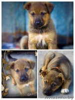 #щенки отдам бесплатно #в добрые руки #красивые щенки #собака в добрые руки # - Изображение #3, Объявление #1098544