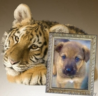 #щенки отдам бесплатно #в добрые руки #красивые щенки #собака в добрые руки # - Изображение #4, Объявление #1098544