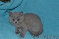 Британские котятики - Изображение #2, Объявление #1114722
