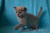 Британские котятики - Изображение #3, Объявление #1114722