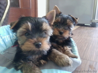 Продам породистых Йориков - Изображение #1, Объявление #1118125