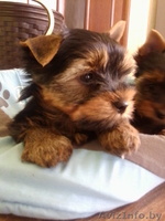 Продам породистых Йориков - Изображение #2, Объявление #1118125