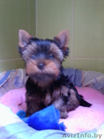 Продам породистых Йориков - Изображение #4, Объявление #1118125